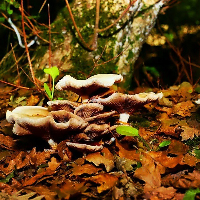 Mushroom