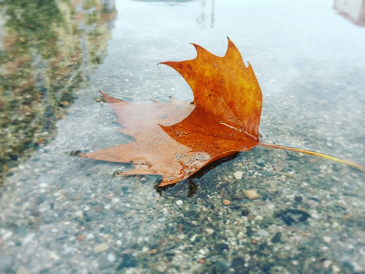 autumn has coming..