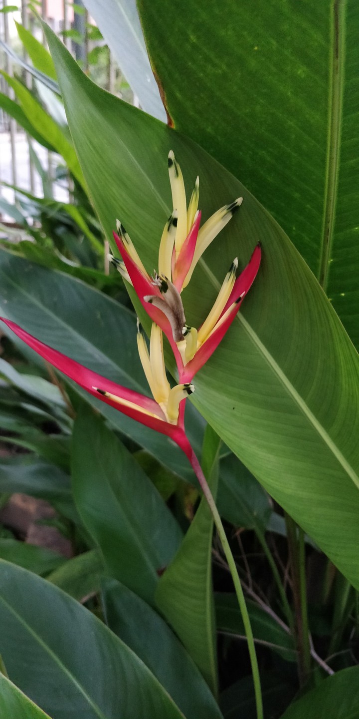 Heliconia