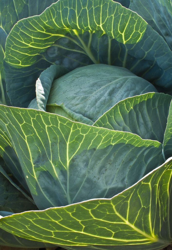 Cabbage?