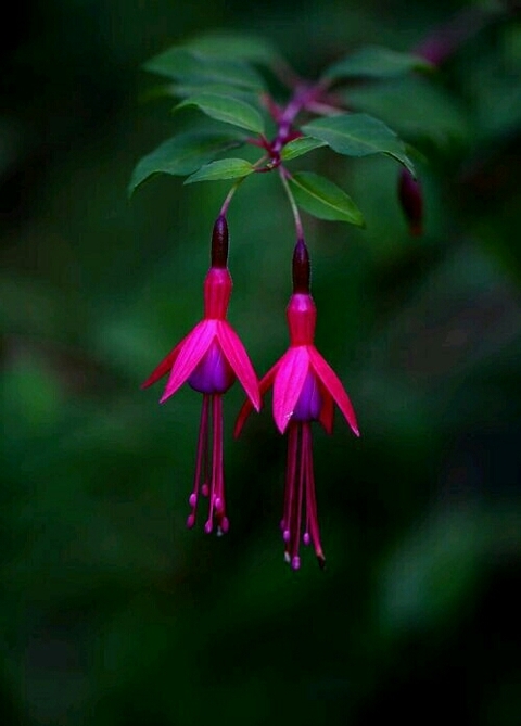 Fuchsia