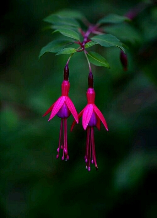 Fuchsia