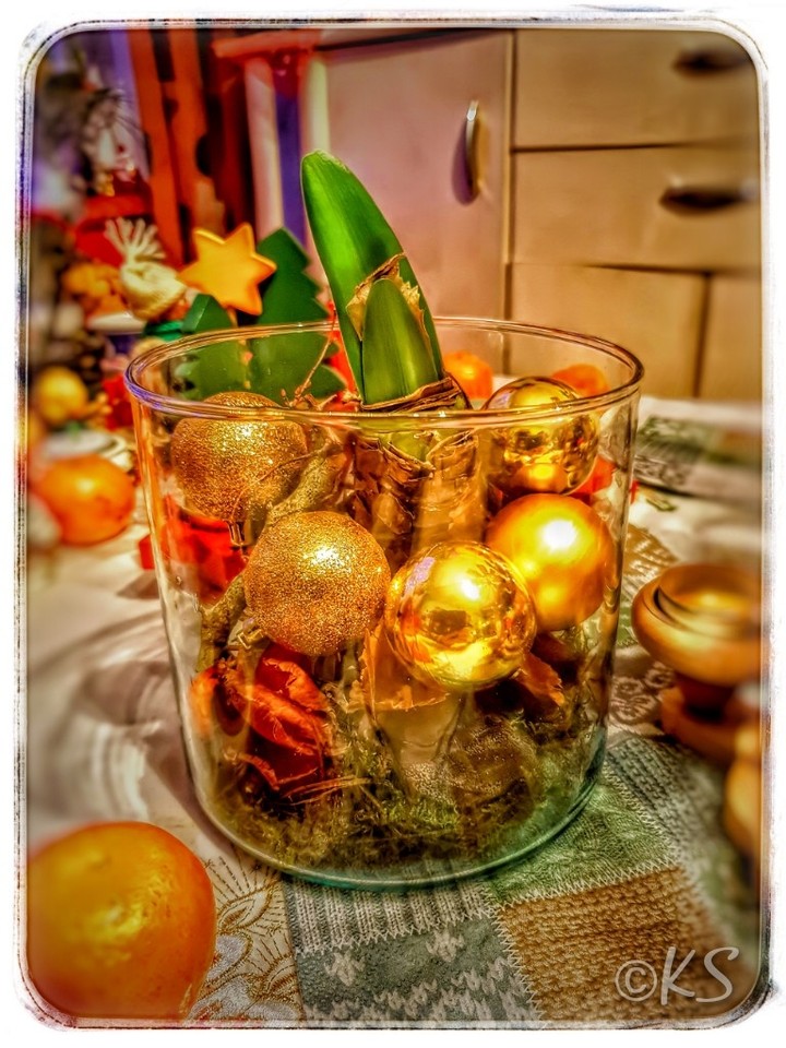 Amaryllis