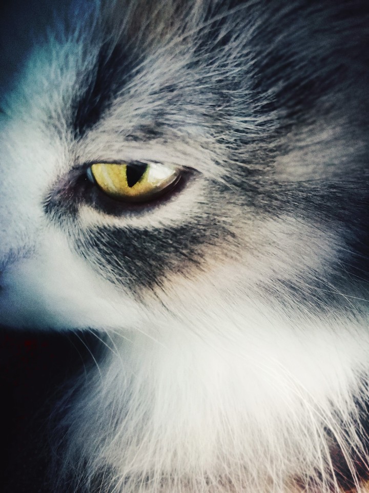 моя кошка