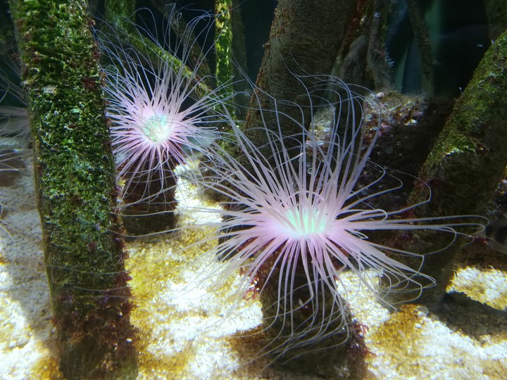 Under the sea