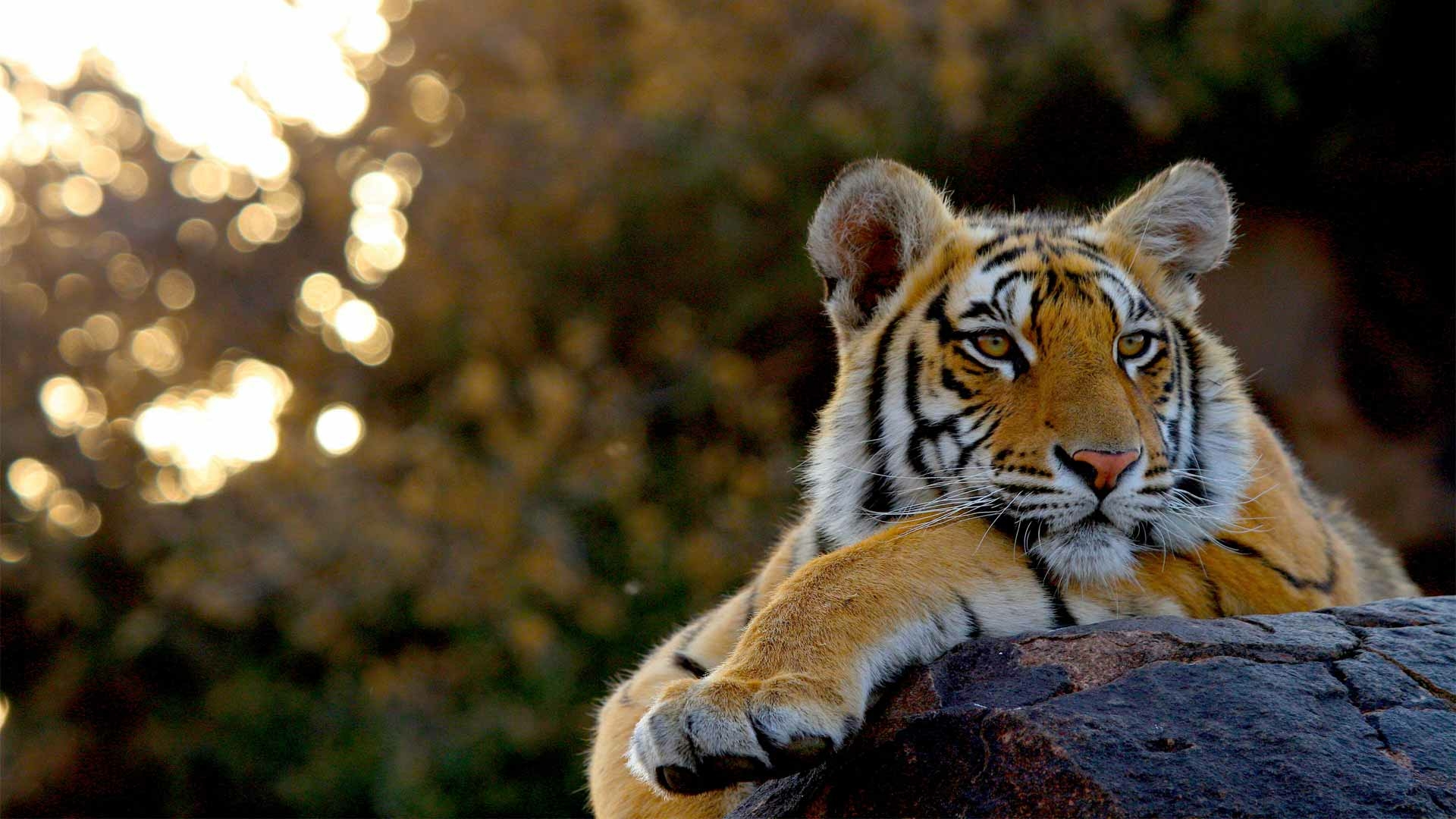 #pride of india #bengal tiger #proud to be an Indian