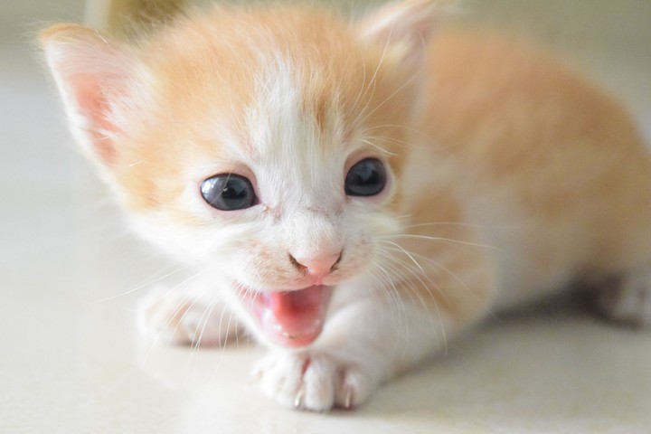 Lovely Paw