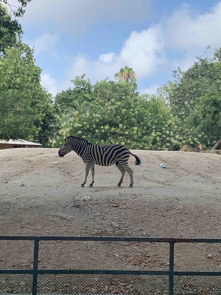 Zebra