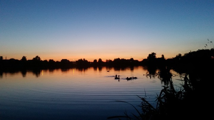 Ducks on the lake