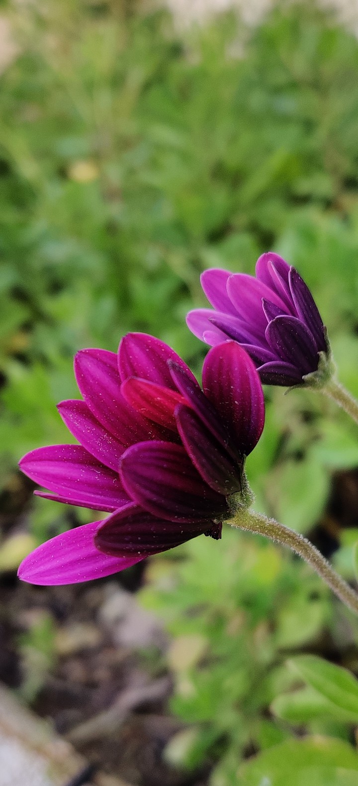 Beautiful daisy