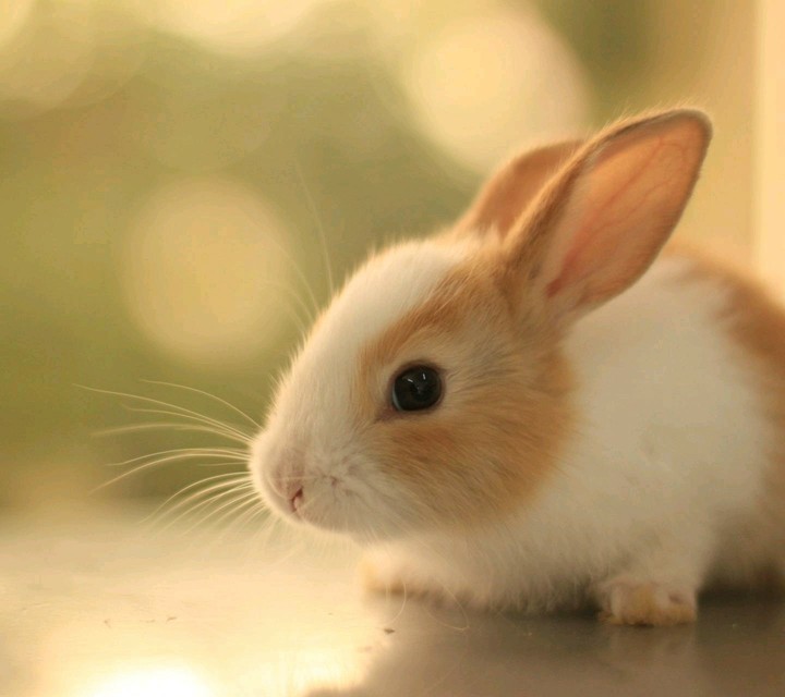 Rabbit