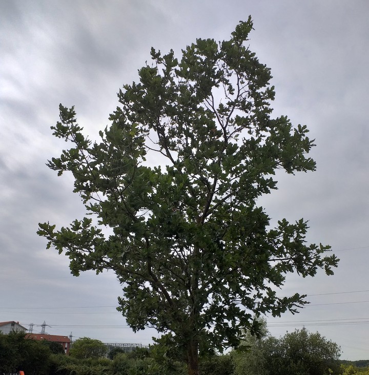 Baum