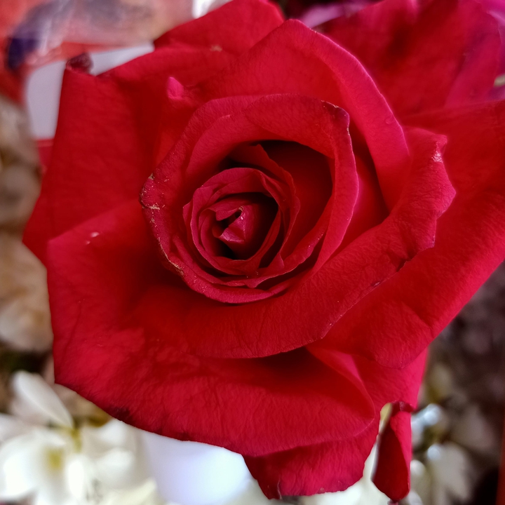 rose