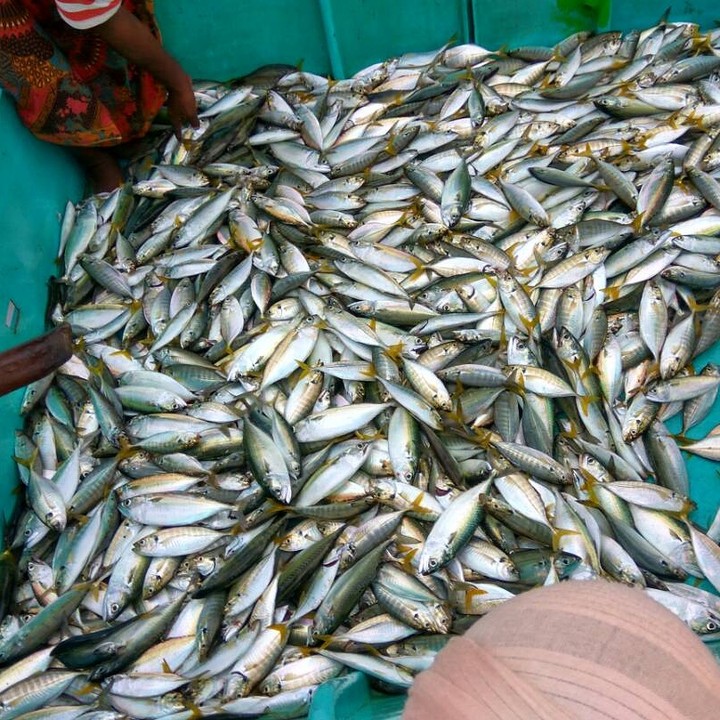 The Fish!