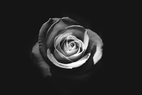 Photograph, flower Hintergrundbilder