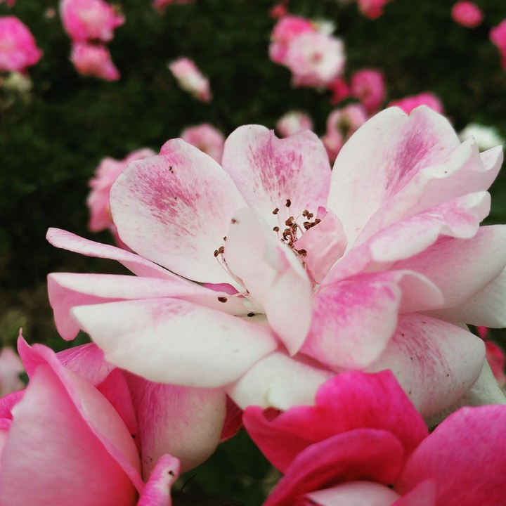 pink rose