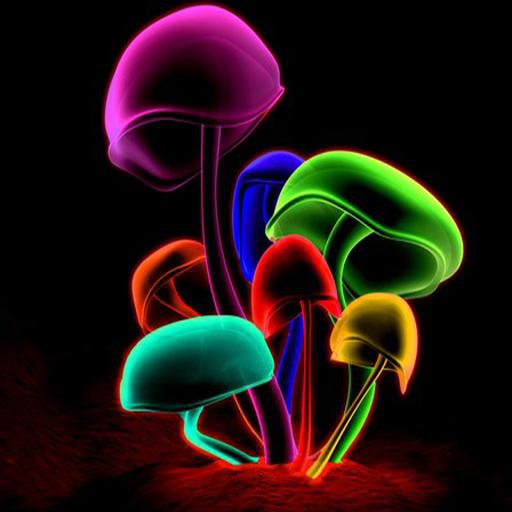 mushroom Palace