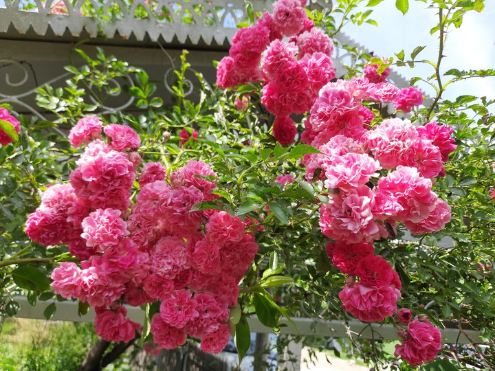 rose