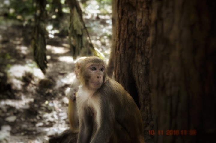 wildlife photography