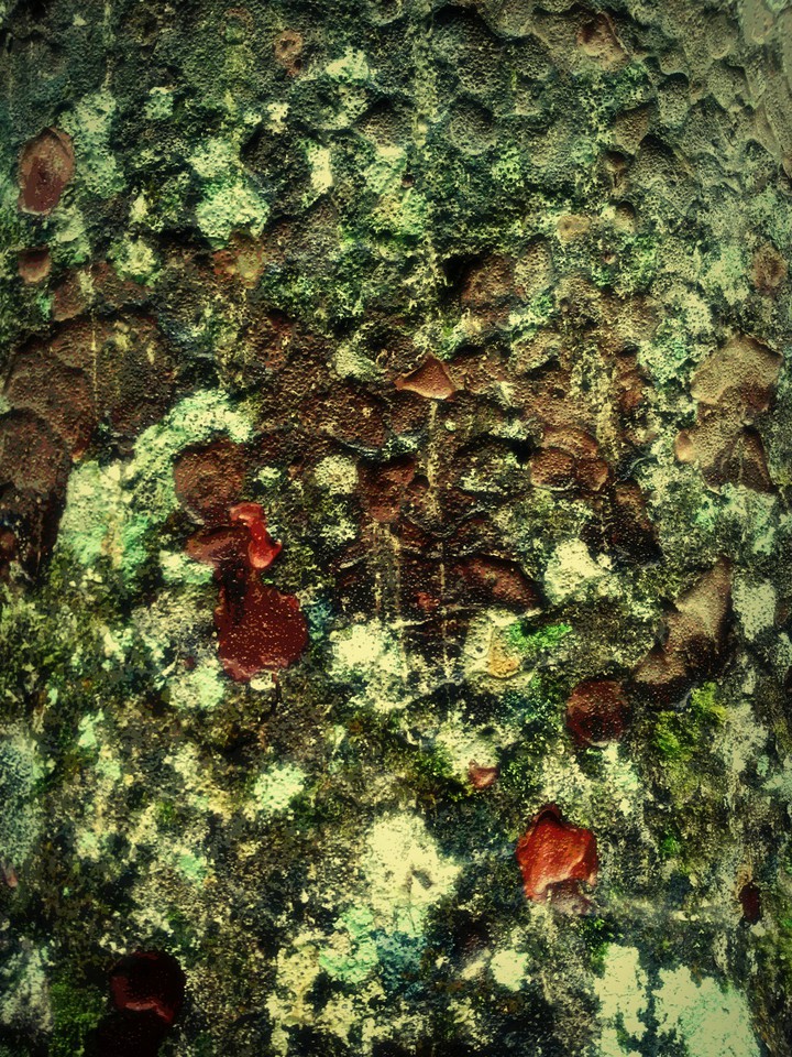 Art of Tree Bark