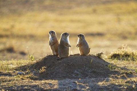 rodent, wildlife duvar kağıtları