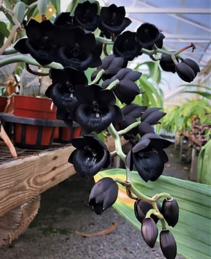 #black beauty