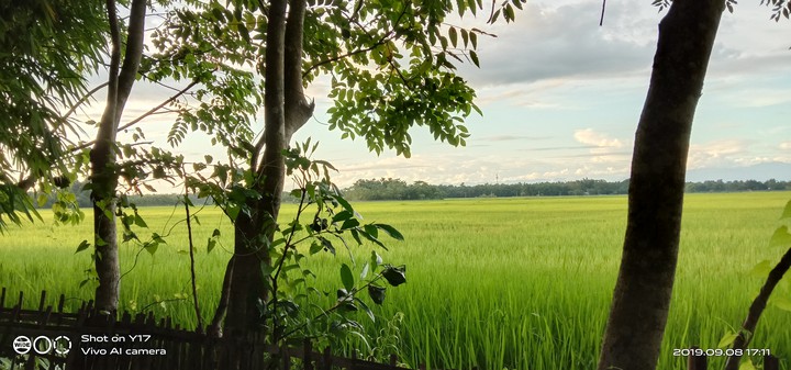 nature