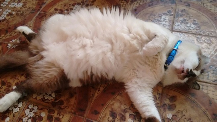 Cat ❤❤