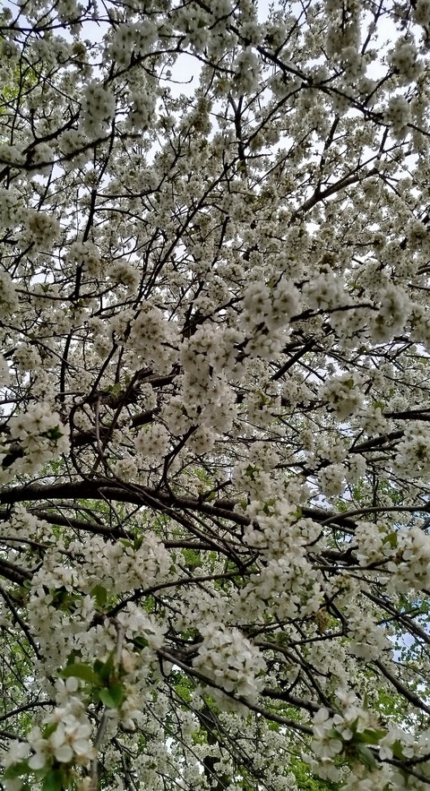 обои flower, spring