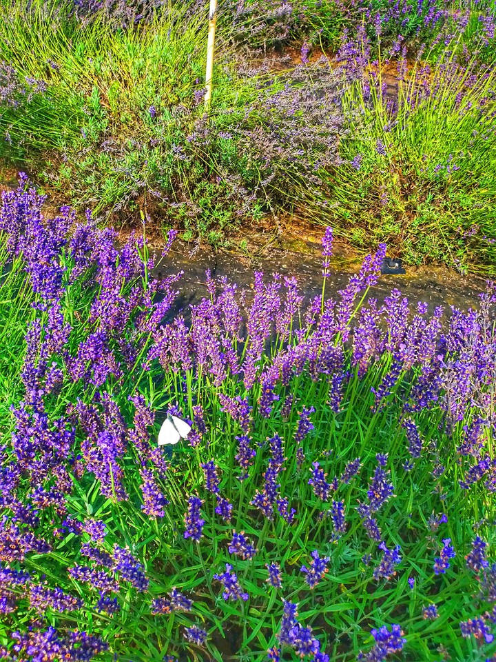 lavender