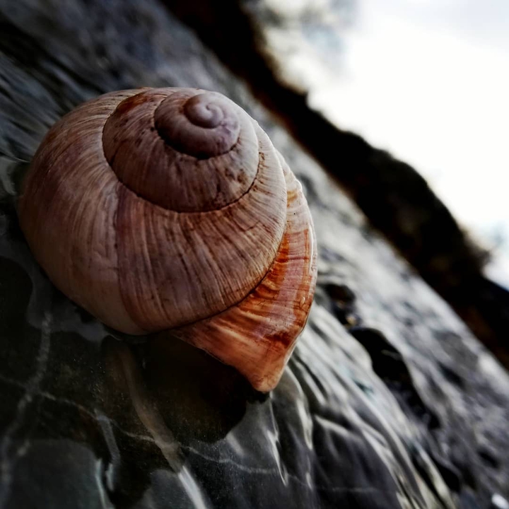 Muszla Seashell woda piękno przyroda