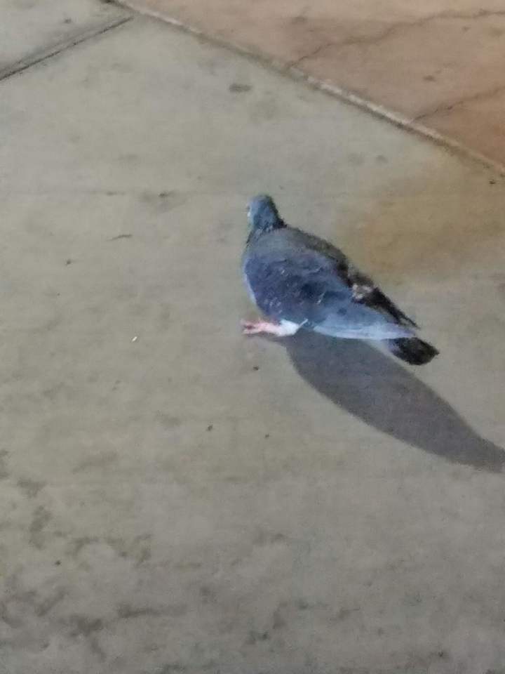 Pigeon