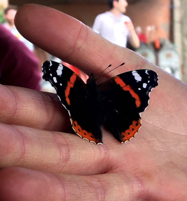 butterfly 