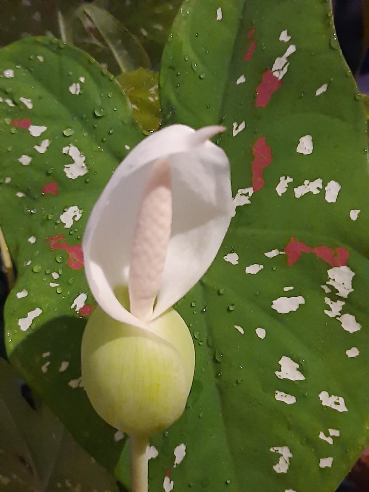 caladium with utmost beauty