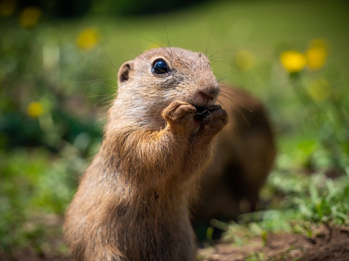 gopher