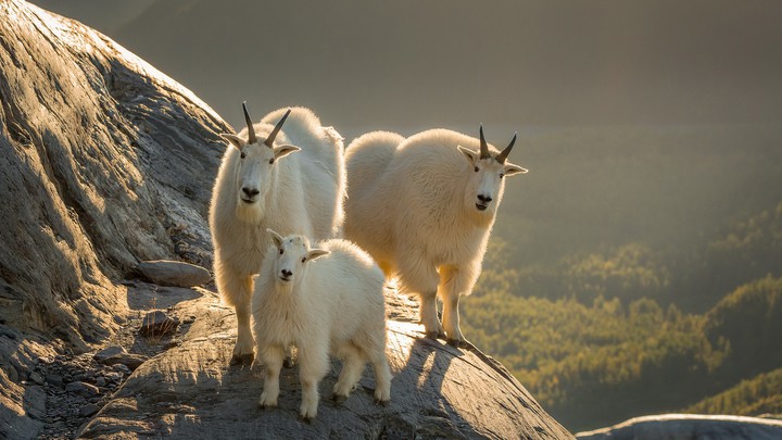 Family of White Goats on the Rock