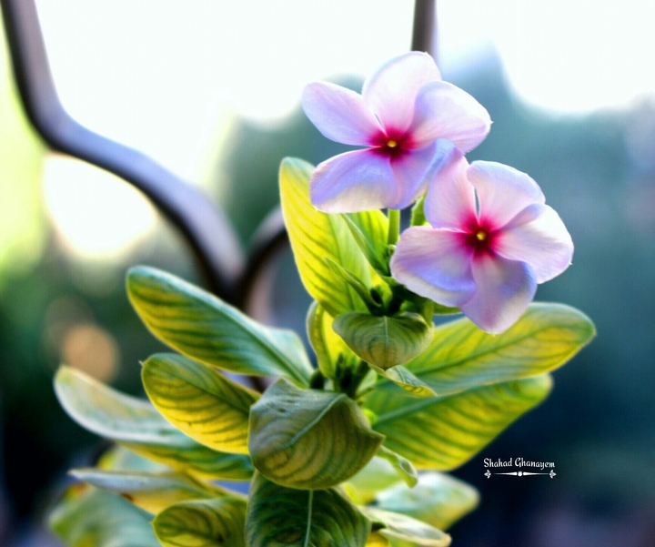 flower