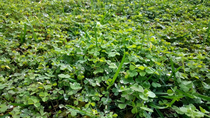 Grass in the morning