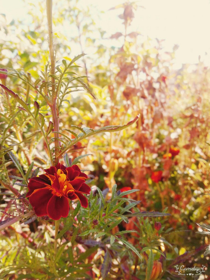 flower