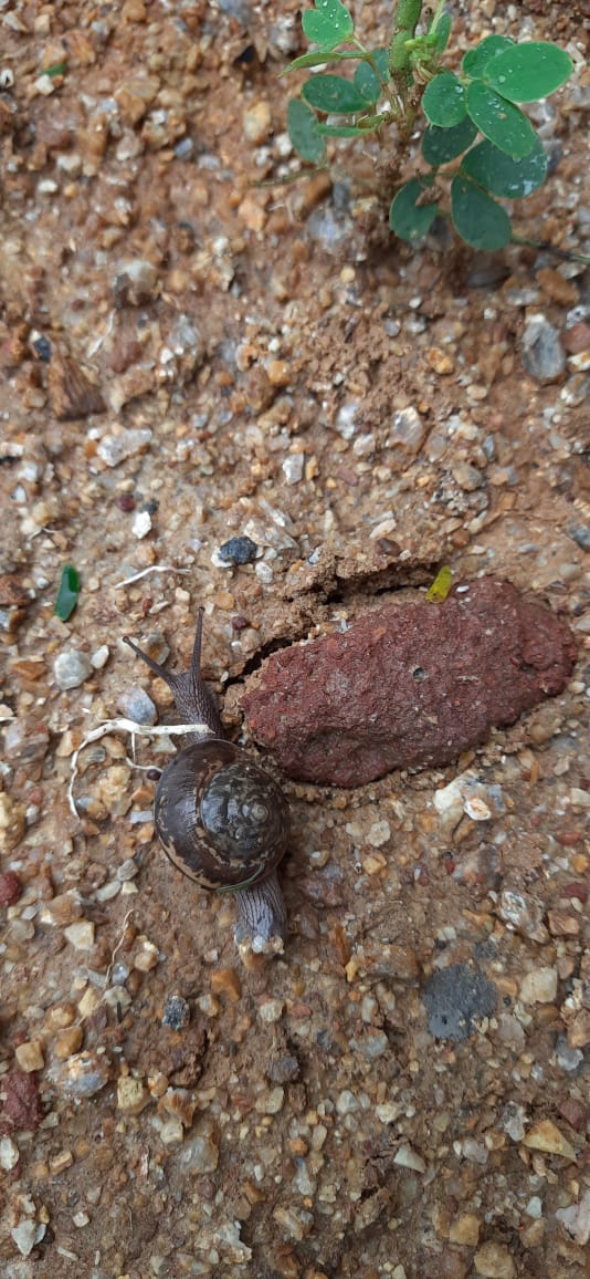 snail ? on go