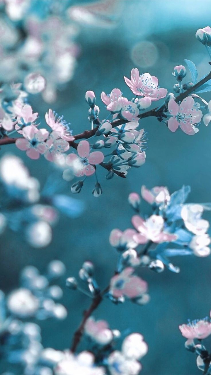 Arbre Cerisier Bleu