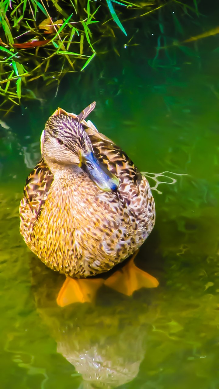 Dutch Duck