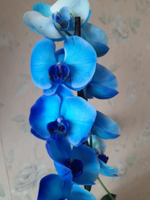 orchidea ...