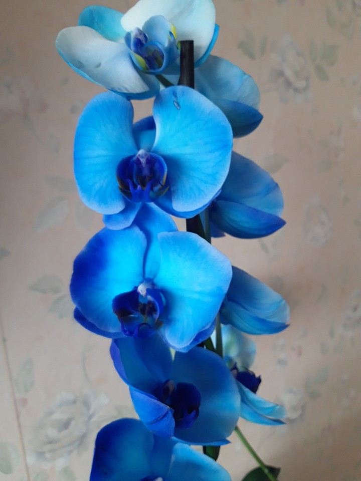 orchidea ...