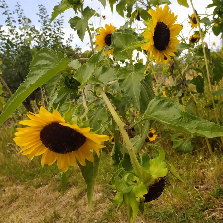 Sunflowers