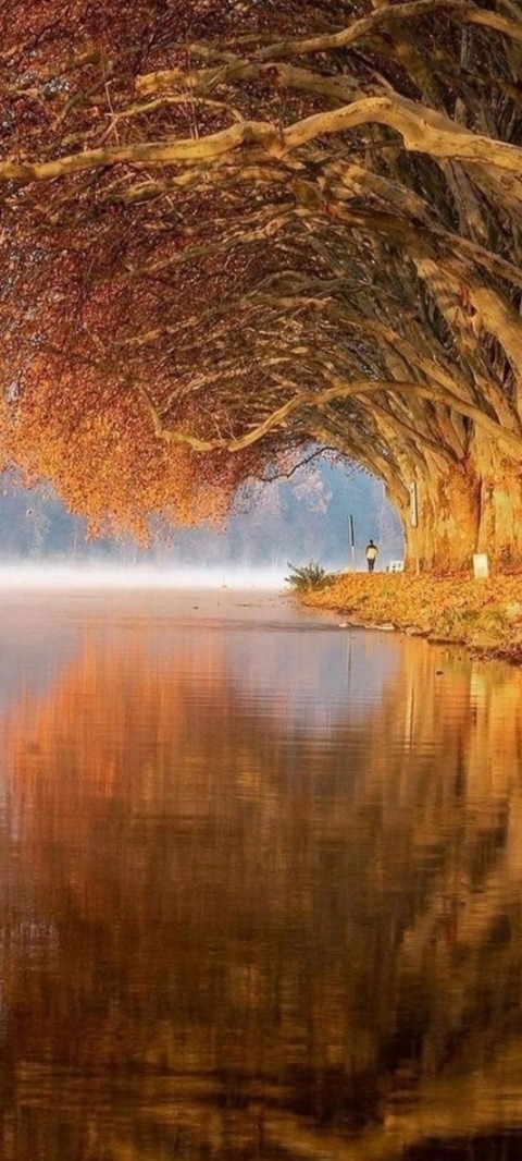 watercourse, branch háttérképek