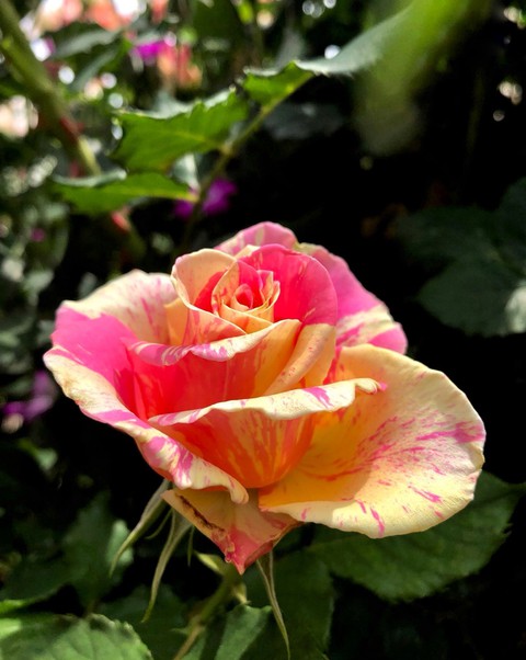 Roses