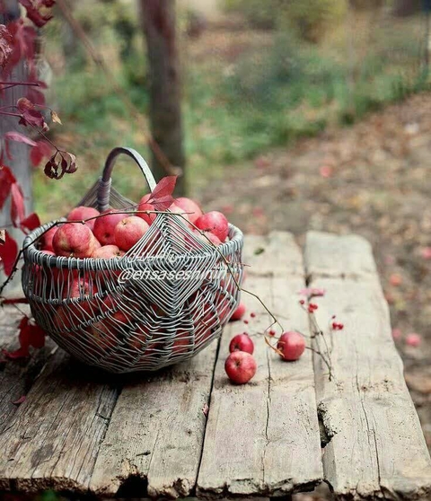 apple, fruit Hintergrundbilder