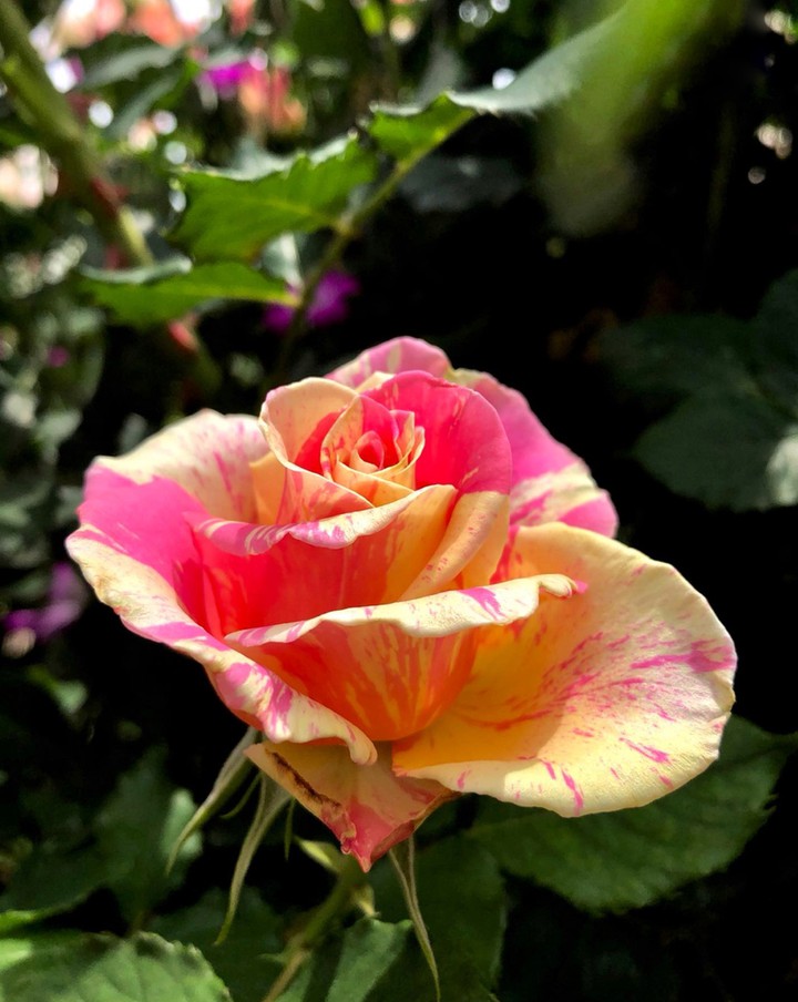 Roses