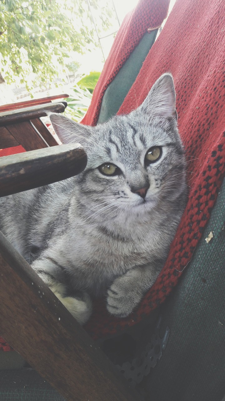 #lovely #cat #gray